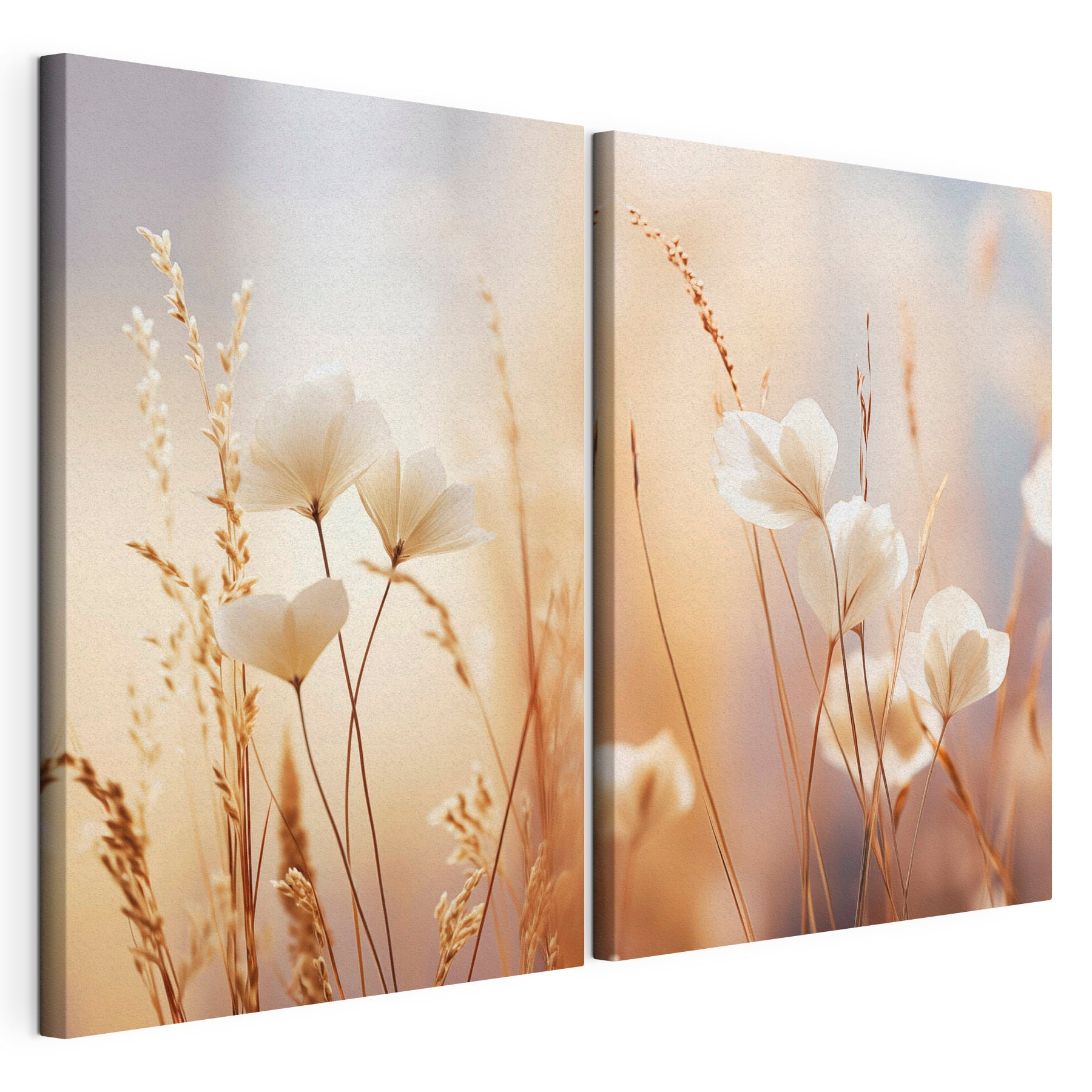Soft petals in gentle sunlight